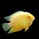 Северум (Heros severus)