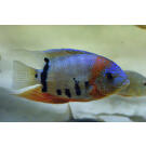 Северум (Heros severus)