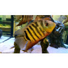 Северум (Heros severus)