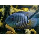 Северум (Heros severus)