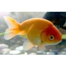 Золотая рыбка (Carassius auratus) Ранчу 5-6см
