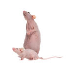 Крыса Сфинкс