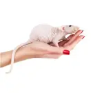 Крыса Сфинкс