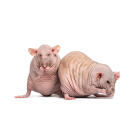 Крыса Сфинкс