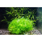 Растение аквариумное Риччия Флуитанс (Riccia fluitans)