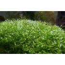 Растение аквариумное Риччия Флуитанс (Riccia fluitans)