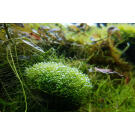 Растение аквариумное Риччия Флуитанс (Riccia fluitans)