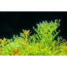 Растение аквариумное Риччия Флуитанс (Riccia fluitans)