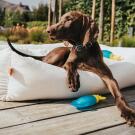 Игрушка Hunter Toy Dog Aqua Alaska Octopus охлаждающая для собак