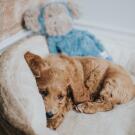 Игрушка MY DOG Обезьяна-шуршалка для собак с кармашком, 40см