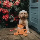 Игрушка MY DOG для собак Лиса-шуршалка с кармашком 40см