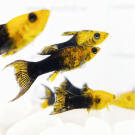 Моллинезия золотая черная лирохвостая (Poecilia sphenops Black) 2см