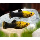 Моллинезия золотая черная лирохвостая (Poecilia sphenops Black) 2см