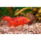 Хемихромис Лифалили (Hemichromis Lifalili)