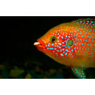 Хемихромис Лифалили (Hemichromis Lifalili)