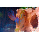 Хемихромис Лифалили (Hemichromis Lifalili)