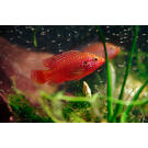 Хемихромис Лифалили (Hemichromis Lifalili)