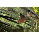 Барбус черный (Puntius nigrofasciatus)