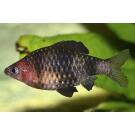 Барбус черный (Puntius nigrofasciatus)