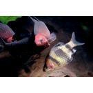 Барбус черный (Puntius nigrofasciatus)