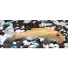 Гиринохейлус альбинос (Gyrinocheilus aymonier)