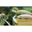 Гиринохейлус альбинос (Gyrinocheilus aymonier)