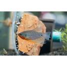 Гурами жемчужная (Trichogaster tricopterus Blue) 3см