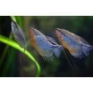 Гурами жемчужная (Trichogaster tricopterus Blue) 3см