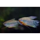 Гурами жемчужная (Trichogaster tricopterus Blue) 3см