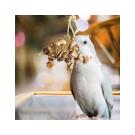 Игрушка BONITAPET для птиц "Леший", 16*10см