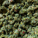 Прикормка Vabik ICE Плотва Зимняя Конопля 750гр