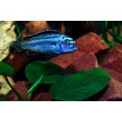 Псевдотрофеус (Pseudotropheus sp.), 1см