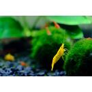 Креветка Жёлтый Неон (Neocaridina Yellow neon)