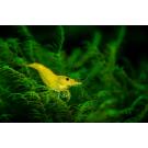 Креветка Жёлтый Неон (Neocaridina Yellow neon)