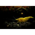 Креветка Жёлтый Неон (Neocaridina Yellow neon)