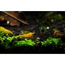 Креветка Жёлтый Неон (Neocaridina Yellow neon)