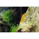 Креветка Жёлтый Неон (Neocaridina Yellow neon)