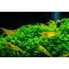 Креветка Жёлтый Неон (Neocaridina Yellow neon)