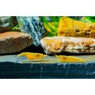 Креветка Жёлтый Неон (Neocaridina Yellow neon)