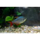 Тетра Колумбийская (Hyphessobrycon columbianus)