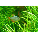 Тетра Колумбийская (Hyphessobrycon columbianus)