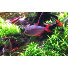 Тетра Колумбийская (Hyphessobrycon columbianus)