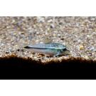 Сом Коридорас Пигмей (Corydoras pygmaeus)