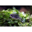 Сом Коридорас Пигмей (Corydoras pygmaeus)