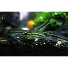 Сом Коридорас Пигмей (Corydoras pygmaeus)