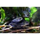 Сом Коридорас Пигмей (Corydoras pygmaeus)