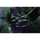 Сом Коридорас Пигмей (Corydoras pygmaeus)