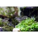 Сом Коридорас Пигмей (Corydoras pygmaeus)