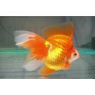 Золотая рыбка Риукин (Carassius auratus), 20см