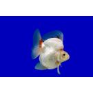 Золотая рыбка Риукин (Carassius auratus), 20см